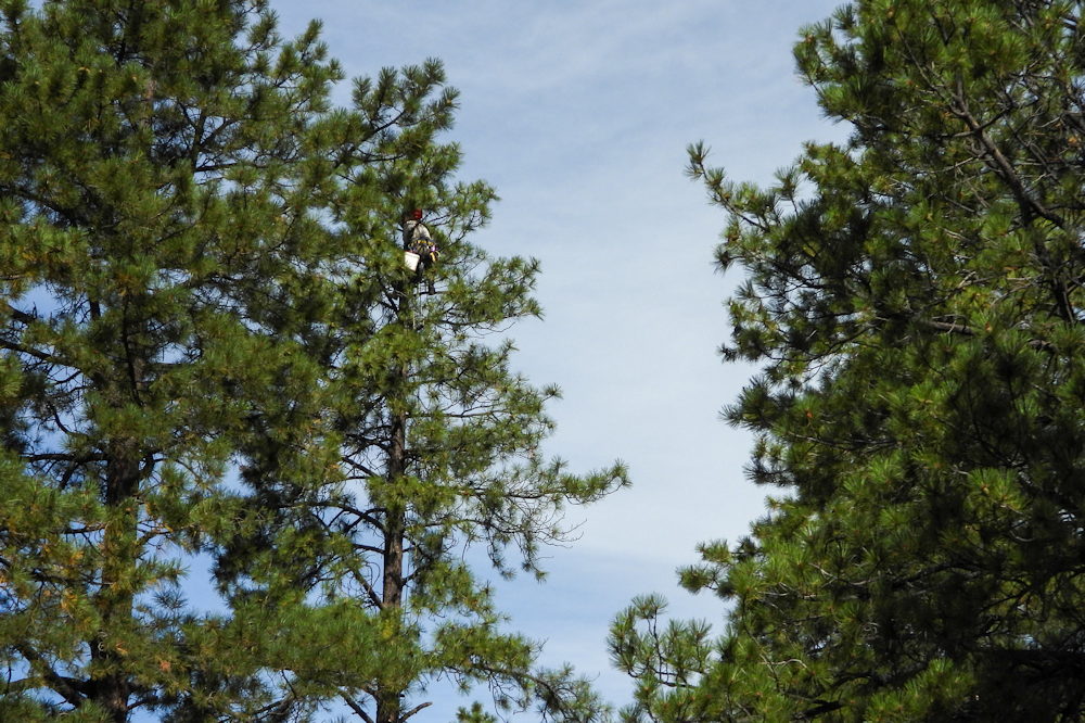 Reforesting Our Future