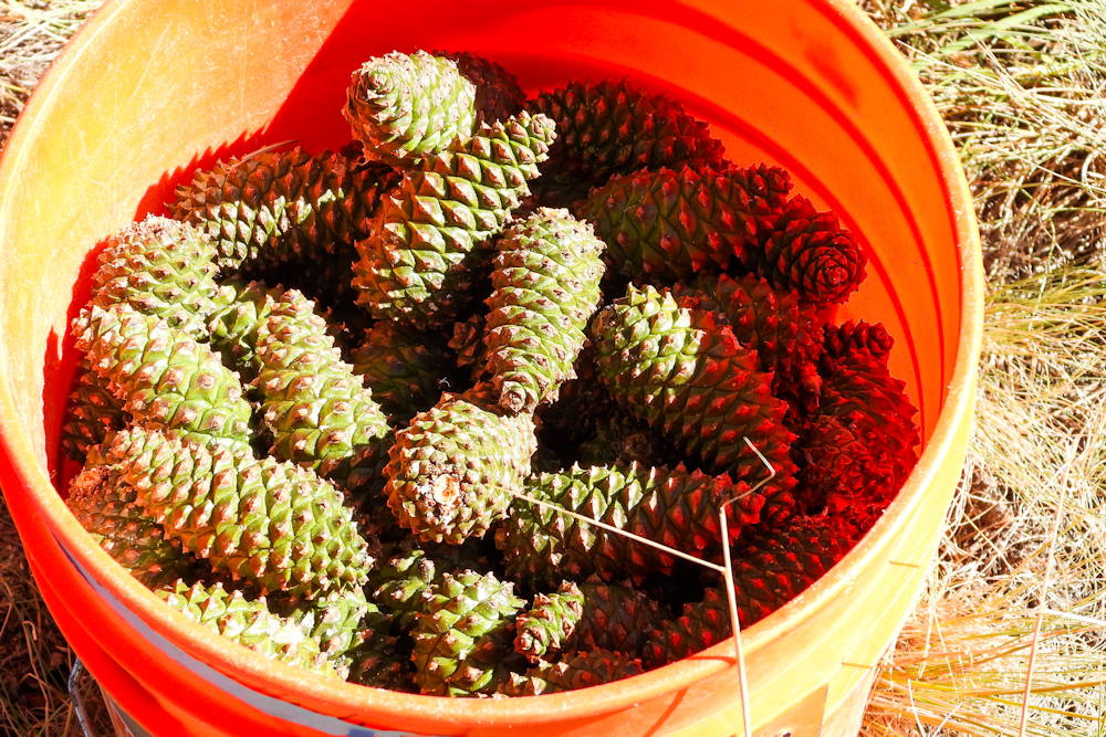 Reforesting Our Future