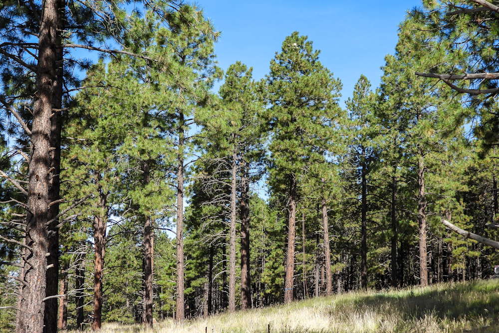 Reforesting Our Future