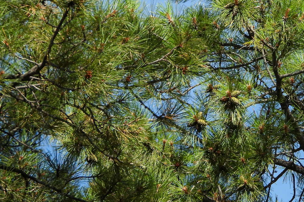 Reforesting Our Future: A Global Call to Restore the Earth’s Lungs ...