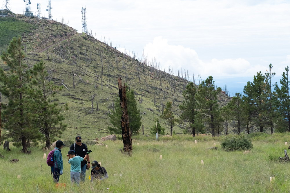 Reforesting Our Future