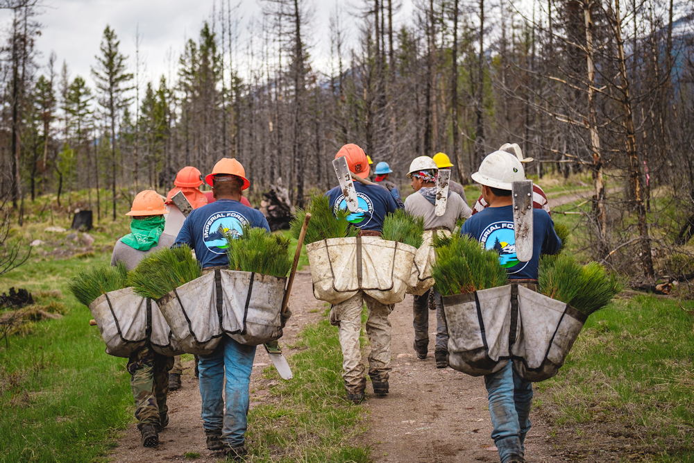 Reforesting Our Future