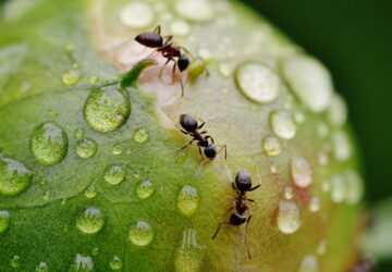 Relocating Ants Instead of Battling Them