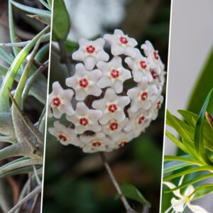 Houseplants That Thrive on Neglect