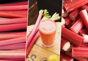 Rhubarb in the Garden