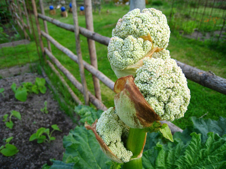 Kitchen Garden Guide   Kitchen Storm Update: Secrets To Success - j7idapb