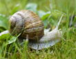 Roman Snail in the Garden: Adversary or Ally?