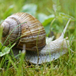 Roman Snail in the Garden: Adversary or Ally?