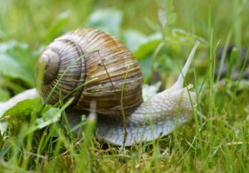 Roman Snail in the Garden: Adversary or Ally?
