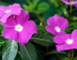 Rose Periwinkle in Your Garden