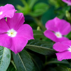 Rose Periwinkle in Your Garden