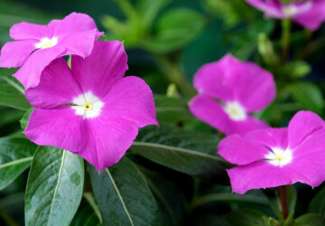 Rose Periwinkle in Your Garden