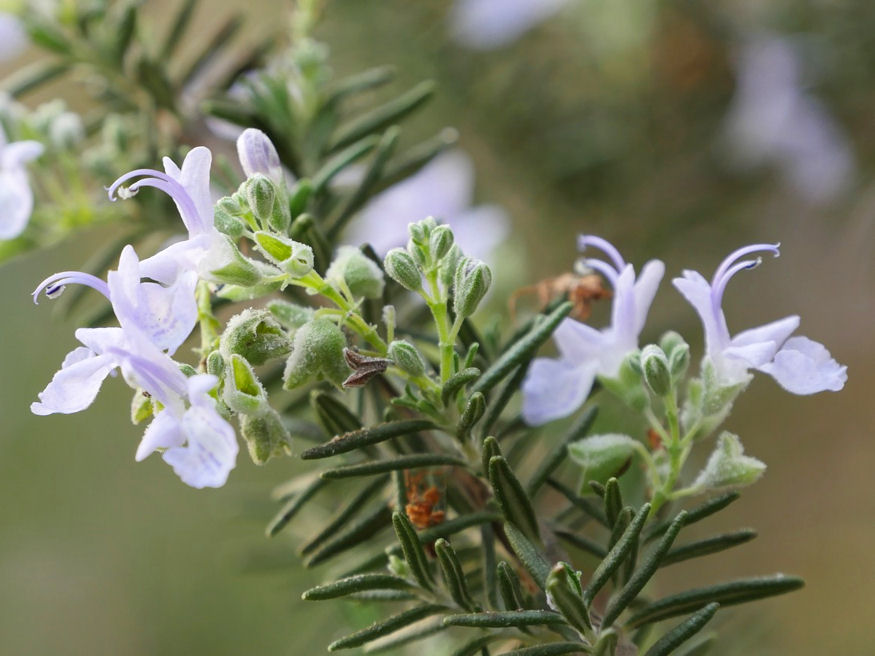 How to Overwinter Rosemary for Early Spring Blooms – Garden Guide