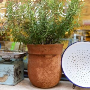 How to Overwinter Rosemary