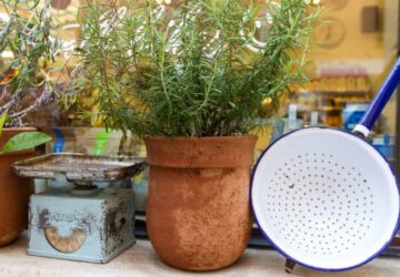 How to Overwinter Rosemary