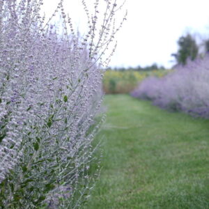 Transform Your Landscape with the Resilient Russian Sage