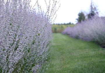 Transform Your Landscape with the Resilient Russian Sage