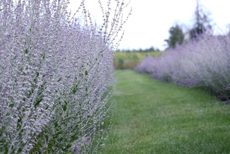 Transform Your Landscape with the Resilient Russian Sage