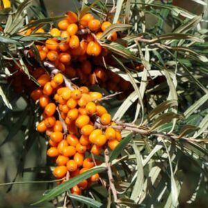 Harvesting Sea Buckthorn