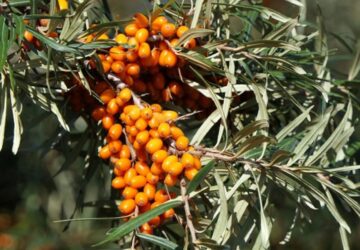 Harvesting Sea Buckthorn