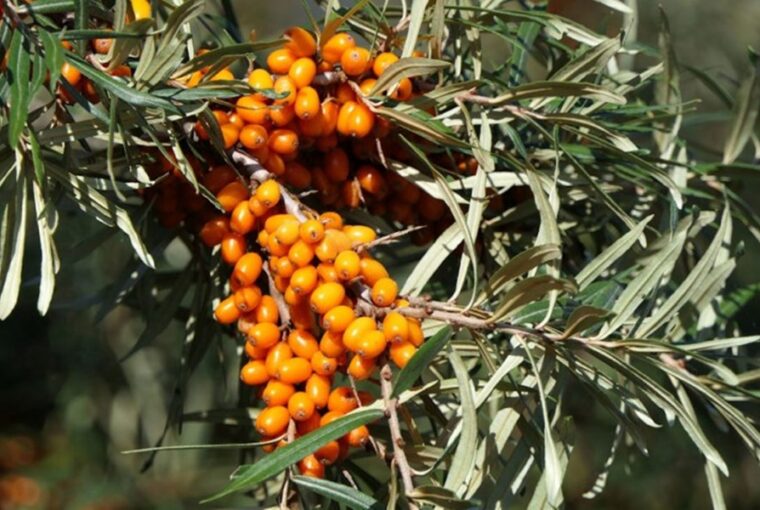 Harvesting Sea Buckthorn