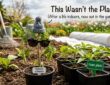 Your Seedlings Aren’t Weak – They’re Just in Shock