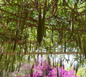 The Seedpod Dilemma in Wisteria Plants