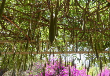 The Seedpod Dilemma in Wisteria Plants