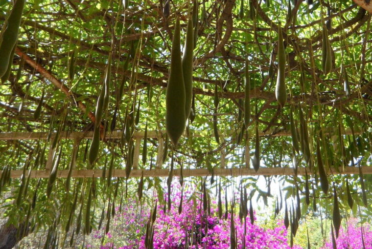 The Seedpod Dilemma in Wisteria Plants