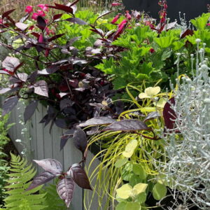 The Allure and Art of Sensory Gardens