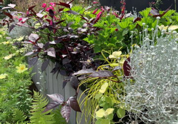 The Allure and Art of Sensory Gardens