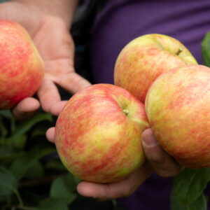 September Garden To-Do List