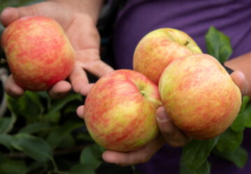 September Garden To-Do List
