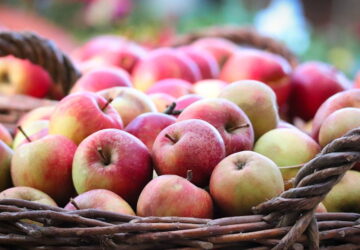 September Gardening Tips