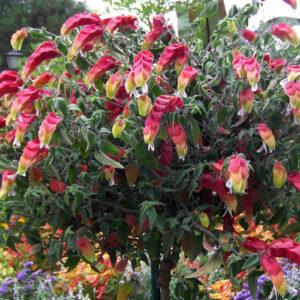 Shrimp Plant: The Perfect Addition to Your Container Garden