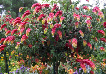 Shrimp Plant: The Perfect Addition to Your Container Garden