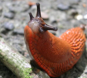 Slugs in the Garden: Pests or Partners?