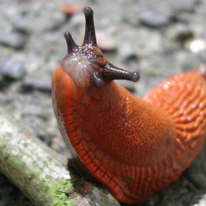 Slugs in the Garden: Pests or Partners?