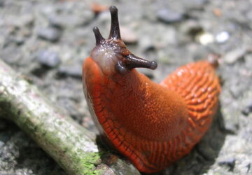 Slugs in the Garden: Pests or Partners?