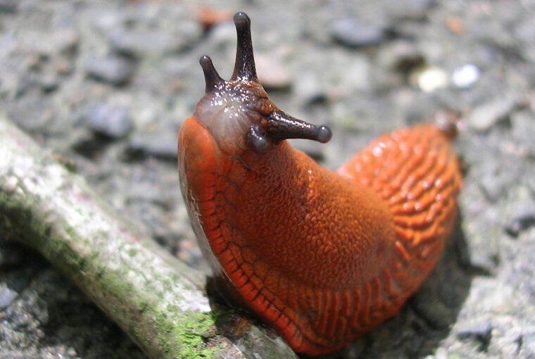 Slugs in the Garden: Pests or Partners?