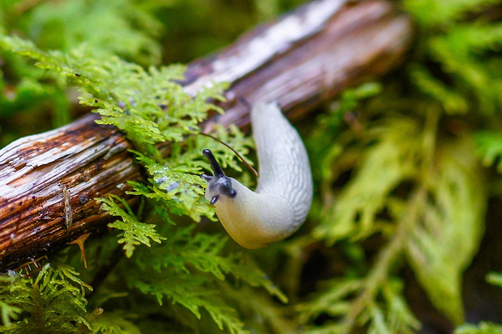 Slugs in the Garden: Pests or Partners?