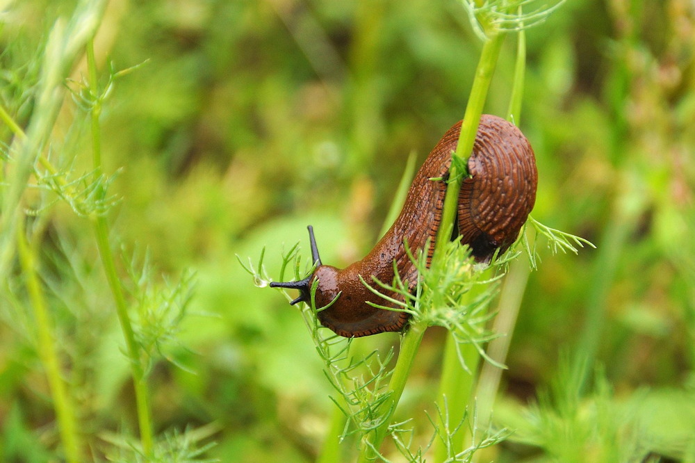 Slugs in the Garden: Pests or Partners?