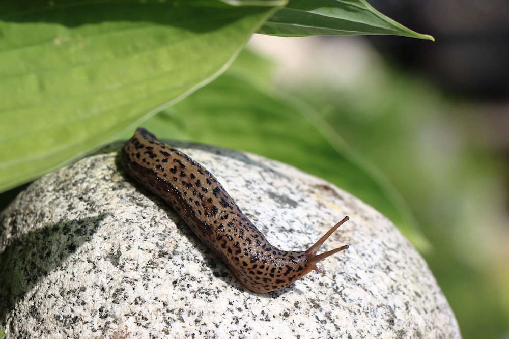 Slugs in the Garden: Pests or Partners?