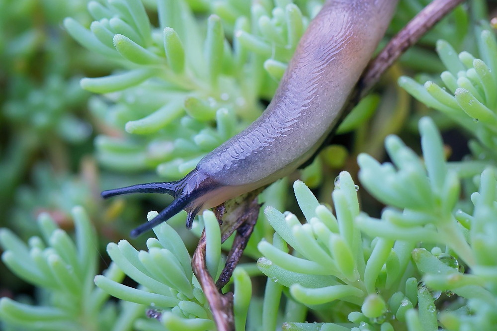 Slugs in the Garden: Pests or Partners?