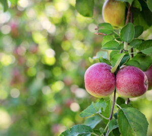 A Small Garden? Three Fruits That Still Fit