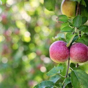 A Small Garden? Three Fruits That Still Fit
