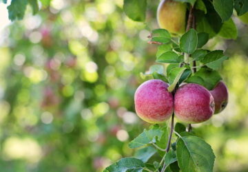 A Small Garden? Three Fruits That Still Fit