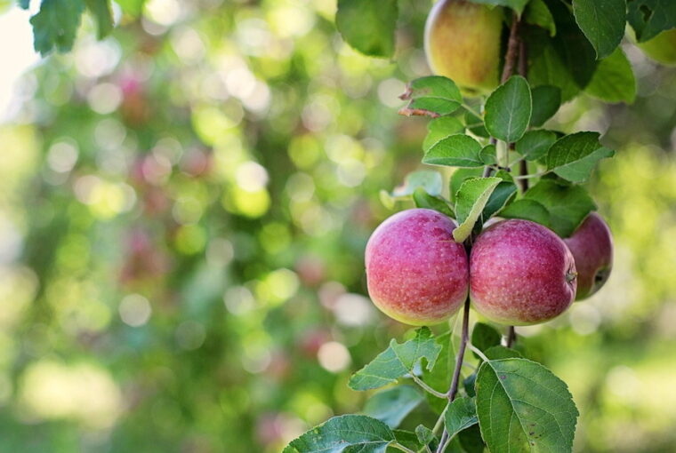 A Small Garden? Three Fruits That Still Fit