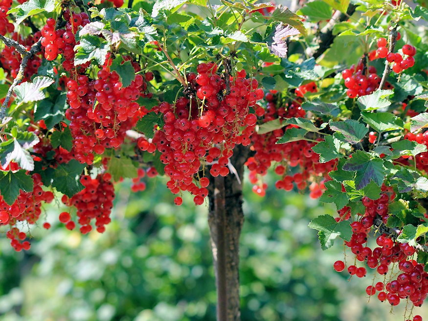 A Small Garden? Three Fruits That Still Fit