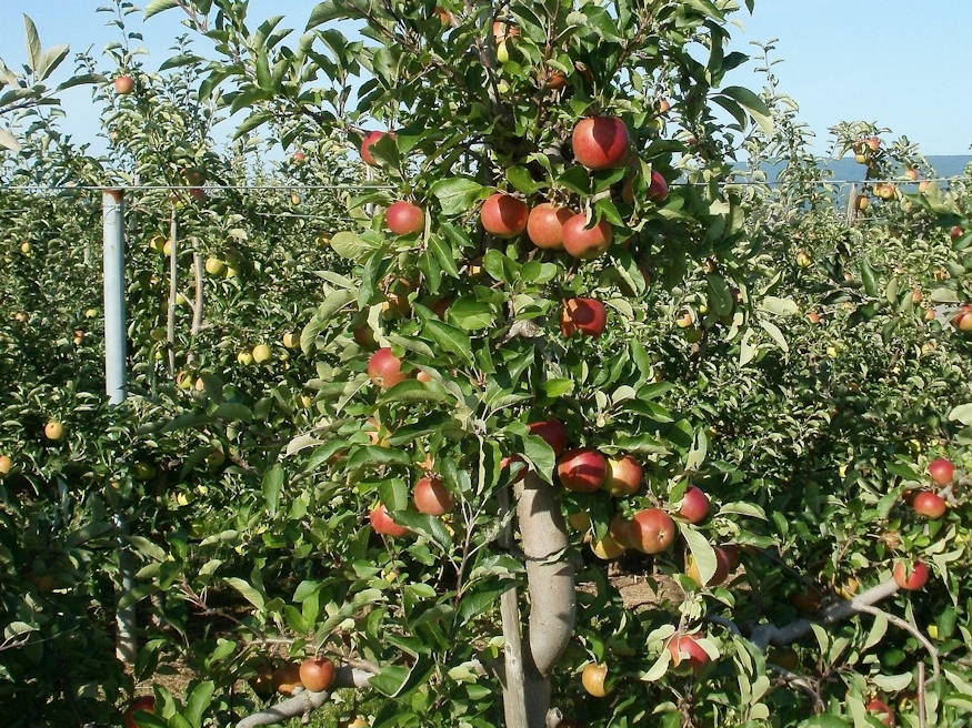 A Small Garden? Three Fruits That Still Fit